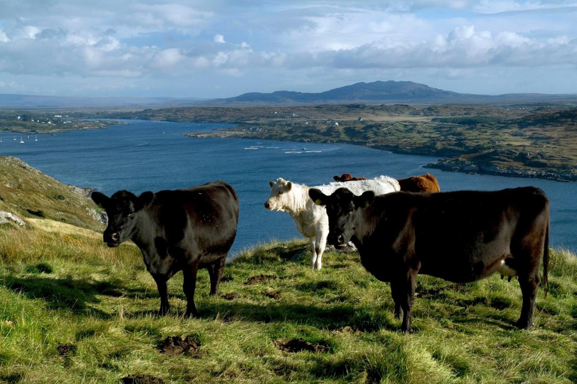 Cottage 360 - Clifden Dış mekan fotoğraf
